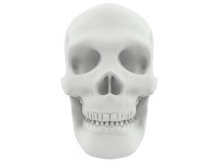 human head skull white render