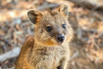 Obraz premium Closeup of a cute quokka in the wild, showcasing its captivating smile and soft fur