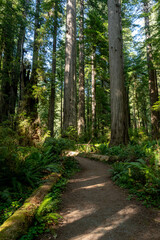 Wide Dirt Trail Cuts Through Redwood Forest