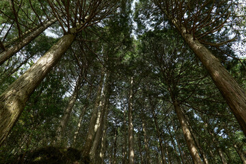 まっすぐに伸びる杉の木々