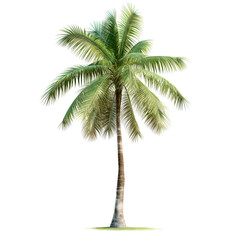 Fototapeta premium Tropical Isolated Palm Tree on White Background - Exotic Plant