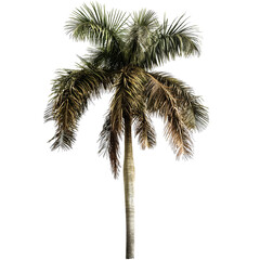 Fototapeta premium Tropical Isolated Palm Tree on White Background - Exotic Plant