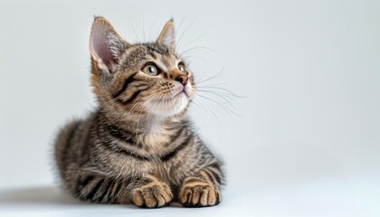 Small Kitten Sitting on Top of White Floor