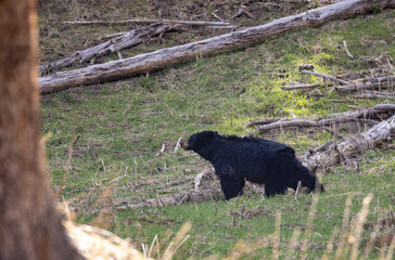 Black Bear in Yellowstoen National Park Wyoming in Spring