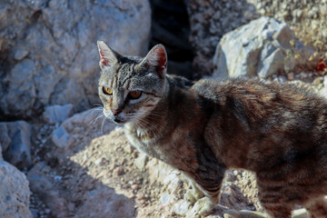 Gato atigrado en una cala