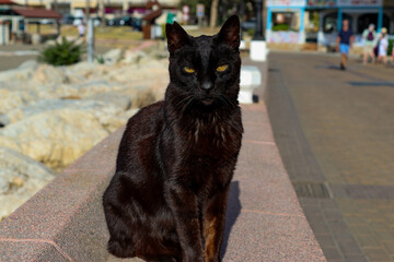 Gato negro sentado en la playa