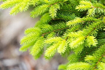 Fresh green spring spruce branches