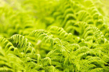 Fresh spring fern leaves background