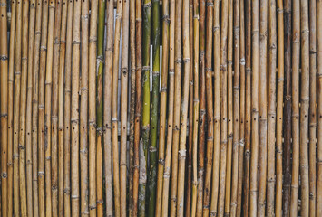 Fototapeta premium Empty old dry green and brown natural bamboo fence seamless background for product montage.Vertical.