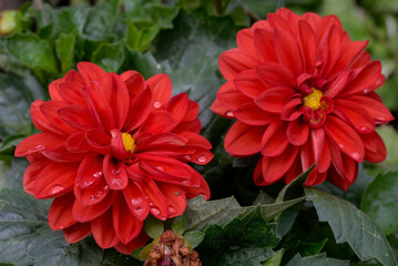 Darlin' Dahlia Perfect Red flower (Dahlia variabilis)