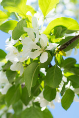 beautiful white flowers of apple tree at sunny day against blue sky. close up.natural floral...