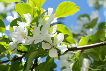 beautiful white flowers of apple tree at sunny day against blue sky. close up. natural floral...