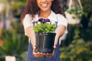 Florist, hands and plants pot for market, small business owner and garden with career happiness,...