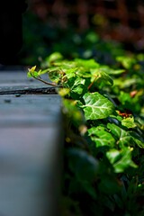 Zielony bluszcz otaczający  stare deski © Fotosylwester