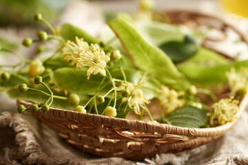 Fresh linden or Tilia cordata flowers in a wicker basket