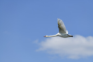 swan, łabędź. lot. ptak, przyroda