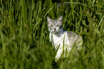 kot, cat © tomcio
