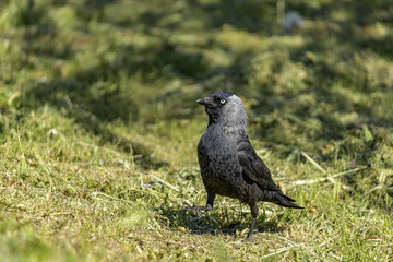 ptak, bird © tomcio
