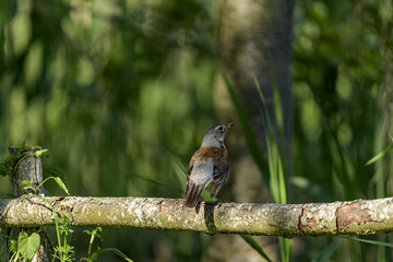 ptak, bird © tomcio