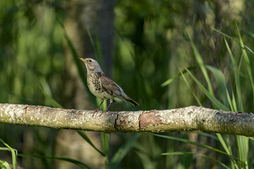 ptak, bird © tomcio