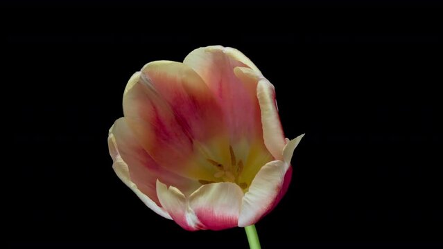 Beautiful orange tulip flower opening on black background.