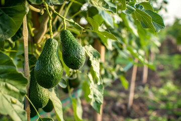 Multiple ripe avocados on tree