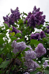 lilac flowers in the garden