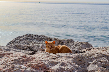 Gato atigrado tumbado en las rocas 