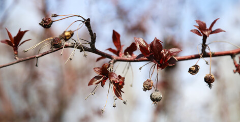 Old withered berries and fresh spring leaves on a tree branch as a natural background. Concept of a...