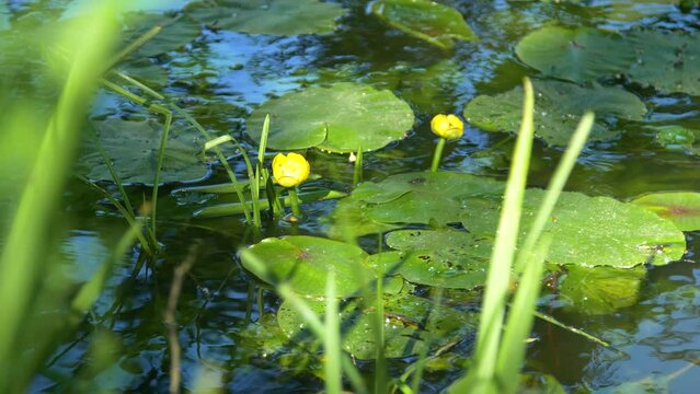 River yellow lilies. Water lilies in a pond. Lilies on the water. 