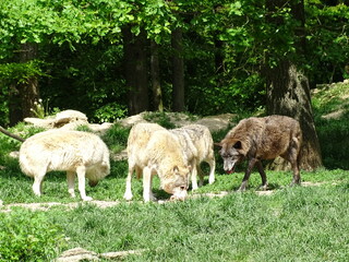 Obraz premium Wolf, Wölfe im Wald auf Futtersuche