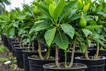 Avocado plant in pot on soil