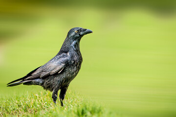 A black crow standing in a blurred grass field