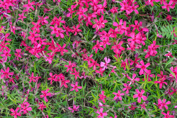 Obraz premium Red phlox subulate flowers of family polemoniaceae in garden. Blooming creeping moss for landscape design. Bright perennial herbaceous plant covering ground. Growing red colors of nature carpet.