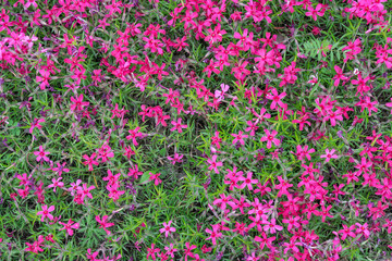 Red phlox subulate flowers of family polemoniaceae in garden. Blooming creeping moss for landscape design. Bright perennial herbaceous plant covering ground. Growing red colors of nature carpet.