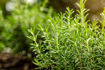 Obraz premium Rosemary leaves close-up