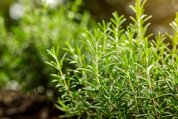 Rosemary leaves close-up
