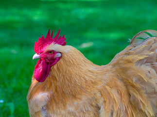 Close up side view of a orpington chicken. 