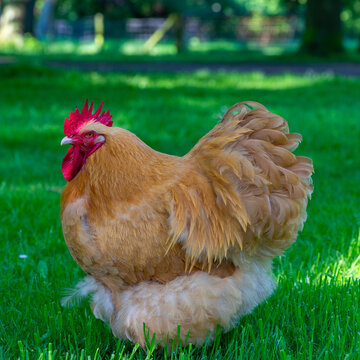 Side view of a orpington chicken walking in the field. 