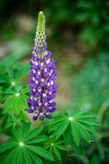 Lupinus polyphyllus