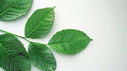 Fototapeta premium Green leaves card or banner isolated on white background.Day of clean air.