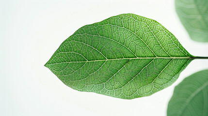 Obraz premium Green leaves card or banner isolated on white background.Day of clean air.