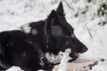 dog in the snow