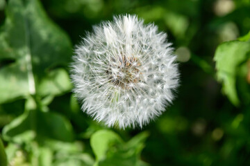 Fototapeta premium Taraxacum officinale