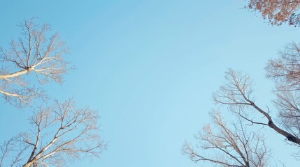 Leafless trees under a clear sky