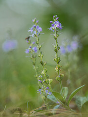 Nahaufnahme von blau blühenden Pflanzen des Echten Ehrenpreises (Veronica officinalis).