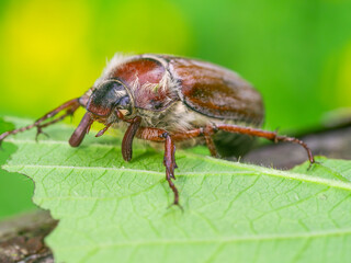 Detaillierte Nahaufnahme eines Maikäfers (Melolontha) auf einem grünen Blatt.