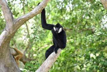 An agile white-cheeked gibbon hanging effortlessly from a tree branch in a lush, green forest. The black fur and contemplative expression are highlighted against the vibrant backdrop of dense foliage.