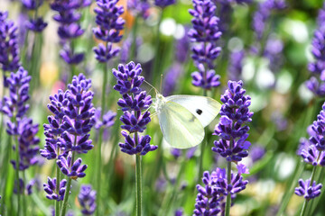 Small cabbage white butterfly on a lavender bush