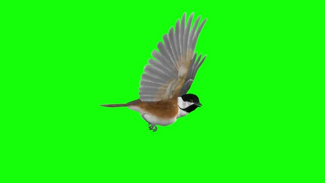 Black Caped Chickadee - North American Bird - Flying Loop - Side View CU - Naturalistic realistic 3D animation isolated on chrom key background